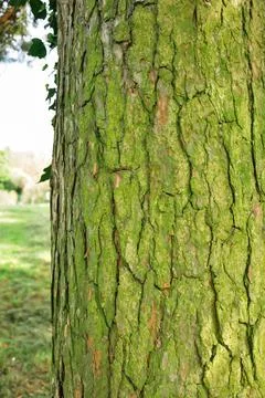 Close up of brown textured Tree trunk background Stock Photos