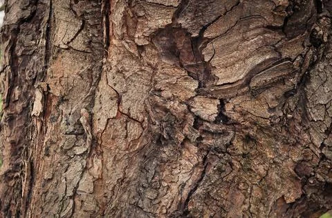 Close up of brown textured Tree trunk background Stock Photos