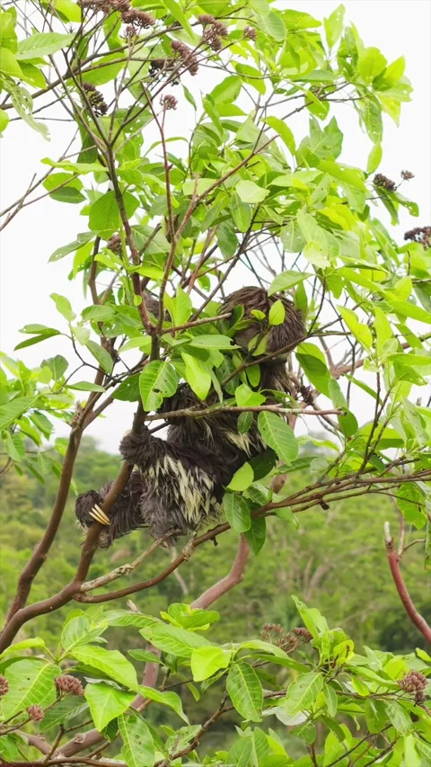 Close up of brown throated three toed sloth hanging lazily from tropical tree 스톡 동영상 308423671