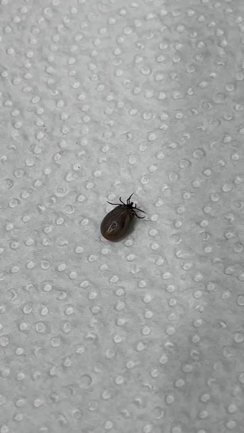 Close up brown tick removed Stock Footage 308969129