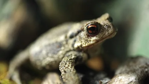 Close-up of a brown toad perched on rocks, showcasing its textured skin and Stock Footage 335088430