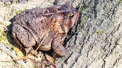 Close-Up of Brown Toad Resting Against Tree Bark in Sunlight Stock Photos