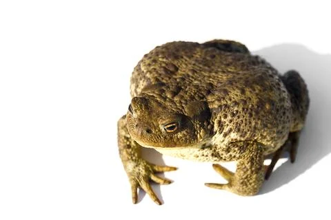 Close Up of a Brown Toad Sitting on a White Background with Its Big Golden Eyes Stock Photos