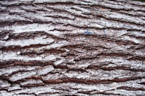 Close-up on a brown tree bark, texture, background Stock Photos