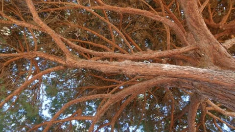 Close-up of brown tree branches with intricate patterns seen from below in 4K Stock Footage 283719126