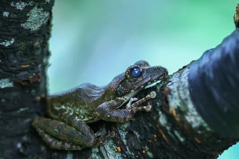 Close-up of a Brown Tree Frog on a Branch. Stock Photos