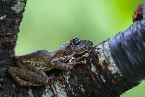 Close-up of a Brown Tree Frog on a Branch. Stock Photos