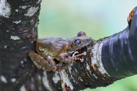 Close-up of a Brown Tree Frog on a Branch. Stock Photos