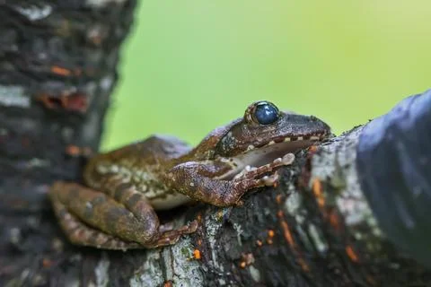 Close-up of a Brown Tree Frog on a Branch. Stock Photos