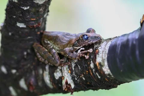 Close-up of a Brown Tree Frog on a Branch. Stock Photos