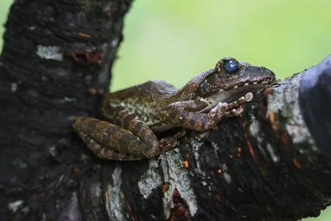 Close-up of a Brown Tree Frog on a Branch. Foto stock