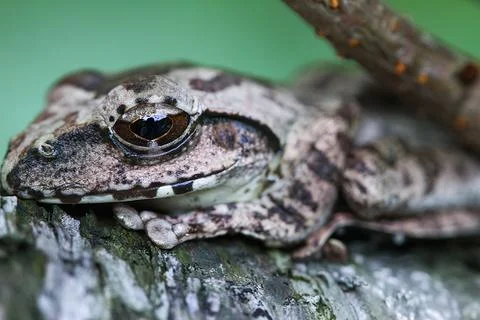 Close-up of a Brown Tree Frog on a Branch. Stock Photos