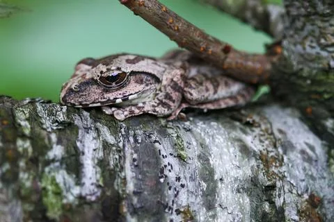 Close-up of a Brown Tree Frog on a Branch. Stock Photos