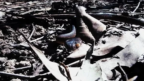 Close  Brown Tree Snake Stock Footage 244687612