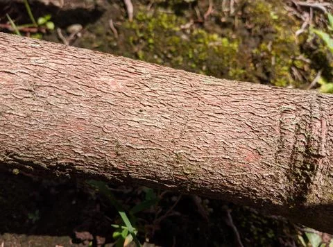 Close up brown tree trunk texture. Tree trunk background. Stock Photos