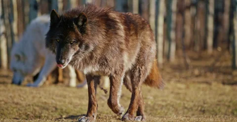 Close up, brown wolf in Banff National Park Stock Footage 336605000