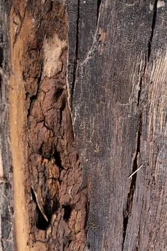 Close-up of brown wood texture background Stock Photos