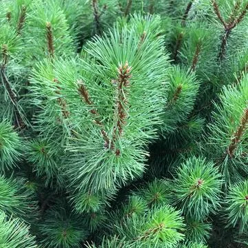 Close up brunch pine background Stock Photos