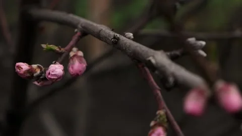 Close up of brunch with pink spring peach blossom swaying in the wind Video stock 239661932