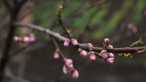 Close up of brunch with pink spring peach blossom swaying in the wind Stock Footage 240324150