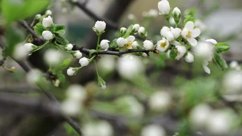 Close up of brunch with white spring cherry tree blossom Stock Footage 240869759