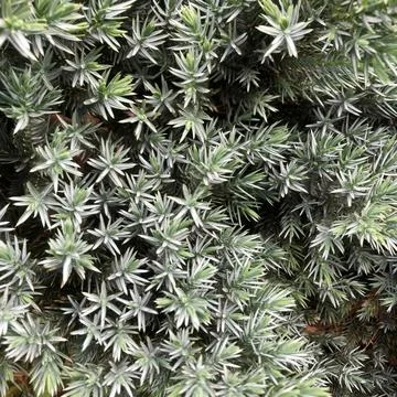 Close up brunch xmas tree background Stock Photos