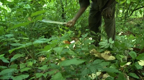 CLOSE UP: BRUSH BEING CLEARED WITH MACHETE Stock Footage 58930745