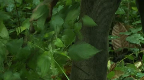 CLOSE UP: BRUSH BEING CLEARED WITH MACHETE Stock Footage 58930758