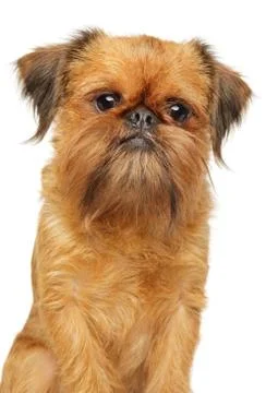 Close-up of a Brussels griffon Photos