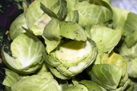 Close Up of Brussels Sprout Vegetable Cabbage Stock Photos