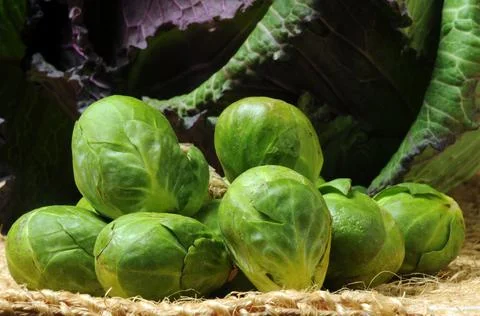 Close up on Brussels sprouts and cabbage on the background. Stock Photos
