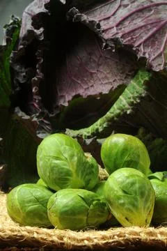 Close up on Brussels sprouts and cabbage on the background. Stock Photos