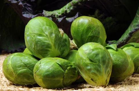 Close up on Brussels sprouts and cabbage on the background. Stock Photos