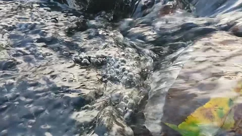 Close-Up of Bubbles in a Flowing Stream Stock Footage 288437885