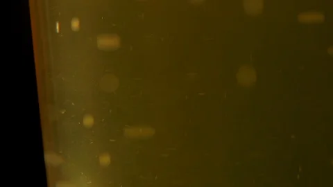 Close-up Of Bubbles In A Glass Of Beer Video stock 127023933