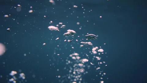 Close-up of bubbles rising to the surface of the sea Stock Footage 241086682