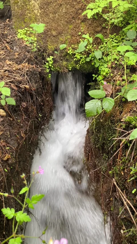 Close-up of bubbling forest stream flowing over rocks Stock Footage 310933391