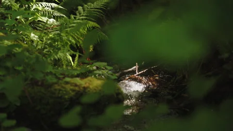 Close-up of a bubbling forest stream flowing over mossy stones, framed by 動画素材 336054582