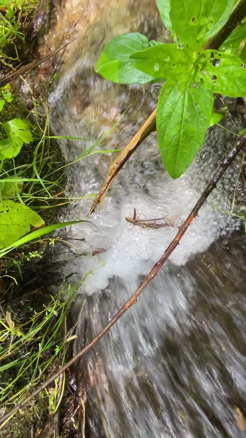 Close-up of bubbling forest stream with tranquil water sounds 🌊🌲 Stock Footage 310931165