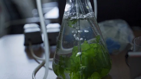 Close Up of a bubbling lab flask with green algae in a biotech laboratory Stock Footage 112517196