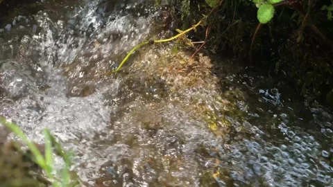 Close-up of bubbling stream with crystal-clear water 💧🌊 Stock Footage 310917159