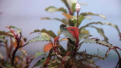 Close up bucephalandra Brownie in flower producing oxygen air bubbles on leaves Vidéo 237212402