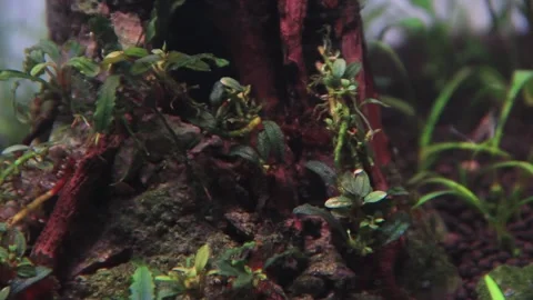 Close up Bucephalandra plant attached to the roots of the wood in the aquarium	 Stockbeeldmateriaal 237259882