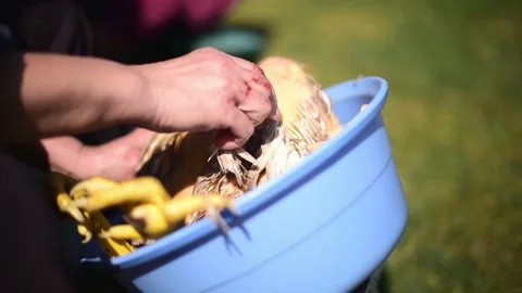 Close-up bucher guts a chicken. Scraping chicken feathers horizontal video Stock Footage 223019847