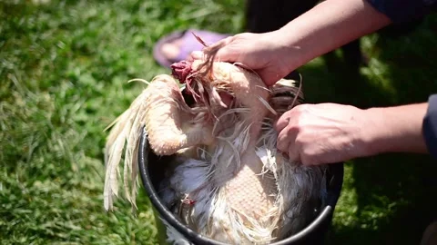Close-up buchery guts a chicken. Scraping chicken feathers horizontal video Stock Footage 211164984
