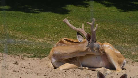 Close up of buck axis deer Stock-Footage 251304391