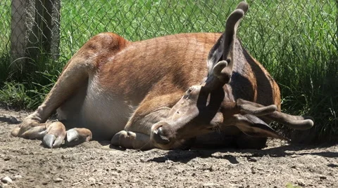 Close up on a buck deer in captivity 4K Stock Footage 68161191