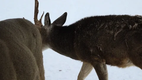 Close up buck Stock Footage 127056854