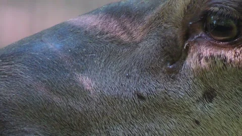 Close up of a buck red deer Stock Footage 243238699