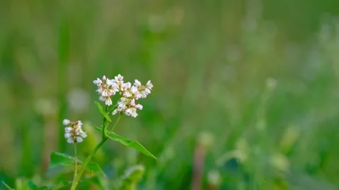 Close-up of buckwheat flower Stock Footage 316670660